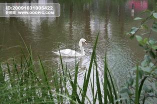 悠然自得图片,捕捉生活中的宁静时光