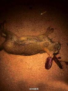 捕杀动物的资料,揭示生存危机与生态挑战